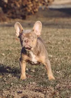 Peanut, a male French Bulldog for sale in Vandalia, MO – Photo 2 of 2