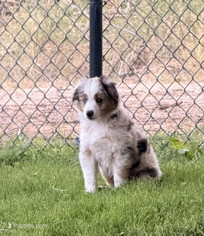 Dot Dot  – Toy Australian Shepherd puppy for sale in Spokane, WA