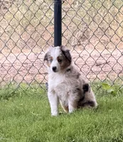Dot Dot , a female Toy Australian Shepherd for sale in Spokane, WA – 1 of 5