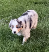 Dot Dot , a female Toy Australian Shepherd for sale in Spokane, WA – 5 of 5
