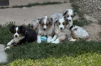 Naughtia , a female Toy Australian Shepherd for sale in Spokane, WA – 4 of 5