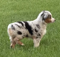 Naughtia , a female Toy Australian Shepherd for sale in Spokane, WA – 2 of 5