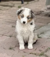 Dot Dot , a female Toy Australian Shepherd for sale in Spokane, WA – 3 of 5