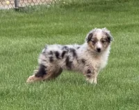 Naughtia , a female Toy Australian Shepherd for sale in Spokane, WA – 1 of 5
