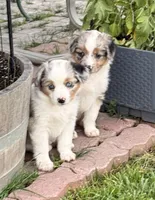 Dot Dot , a female Toy Australian Shepherd for sale in Spokane, WA – 4 of 5