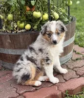 Naughtia , a female Toy Australian Shepherd for sale in Spokane, WA – 5 of 5
