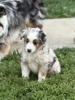 Dot Dot , a female Toy Australian Shepherd for sale in Spokane, WA – 2 of 5