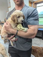 Cedar, a female English Cream Golden Retriever for sale in Iola, WI – 6 of 10