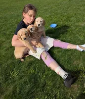 Maple, a female English Cream Golden Retriever for sale in Iola, WI – 9 of 10