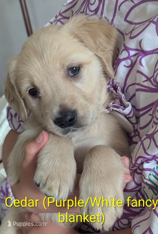 Cedar – English Cream Golden Retriever puppy for sale in Iola, WI