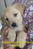 Cedar, a female English Cream Golden Retriever for sale in Iola, WI – 1 of 10