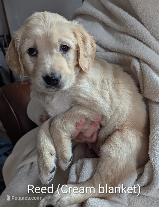 Riff – English Cream Golden Retriever puppy for sale in Iola, WI