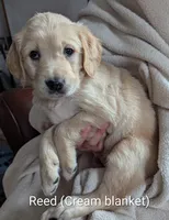 Riff, a male English Cream Golden Retriever for sale in Iola, WI – 1 of 1