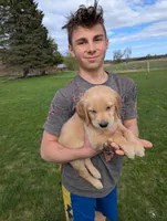 Cedar, a female English Cream Golden Retriever for sale in Iola, WI – 9 of 10