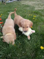 Maple, a female English Cream Golden Retriever for sale in Iola, WI – 10 of 10