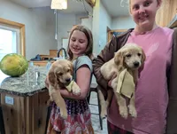 Cedar, a female English Cream Golden Retriever for sale in Iola, WI – 8 of 10