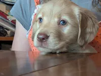 Maple, a female English Cream Golden Retriever for sale in Iola, WI – 3 of 10