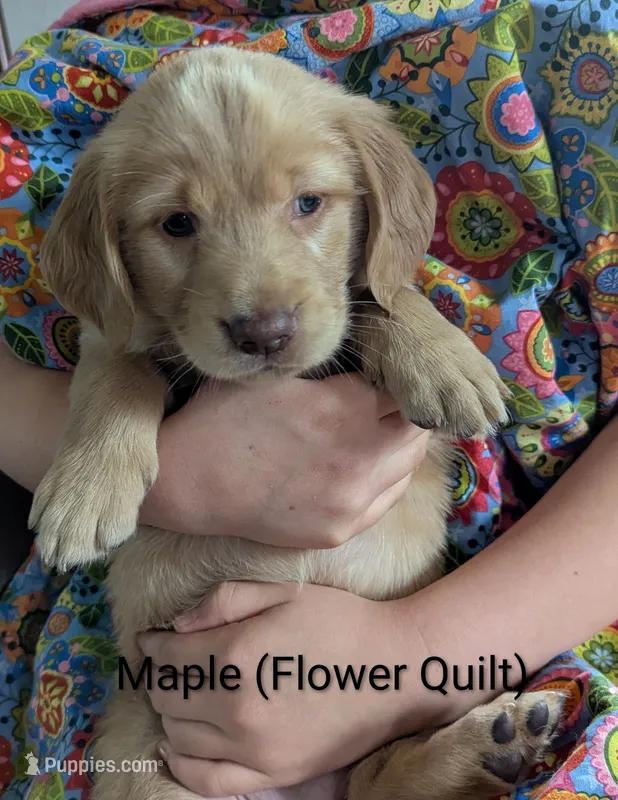 Maple – English Cream Golden Retriever puppy for sale in Iola, WI
