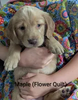 Maple, a female English Cream Golden Retriever for sale in Iola, WI – 1 of 10