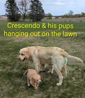 Cedar, a female English Cream Golden Retriever for sale in Iola, WI – 5 of 10