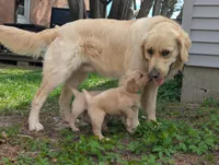 Rhythm , a male English Cream Golden Retriever for sale in Iola, WI – 3 of 5
