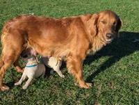 Rhythm , a male English Cream Golden Retriever for sale in Iola, WI – 4 of 5