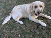 Rhythm , a male English Cream Golden Retriever for sale in Iola, WI – 5 of 5