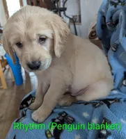 Rhythm , a male English Cream Golden Retriever for sale in Iola, WI – 2 of 5