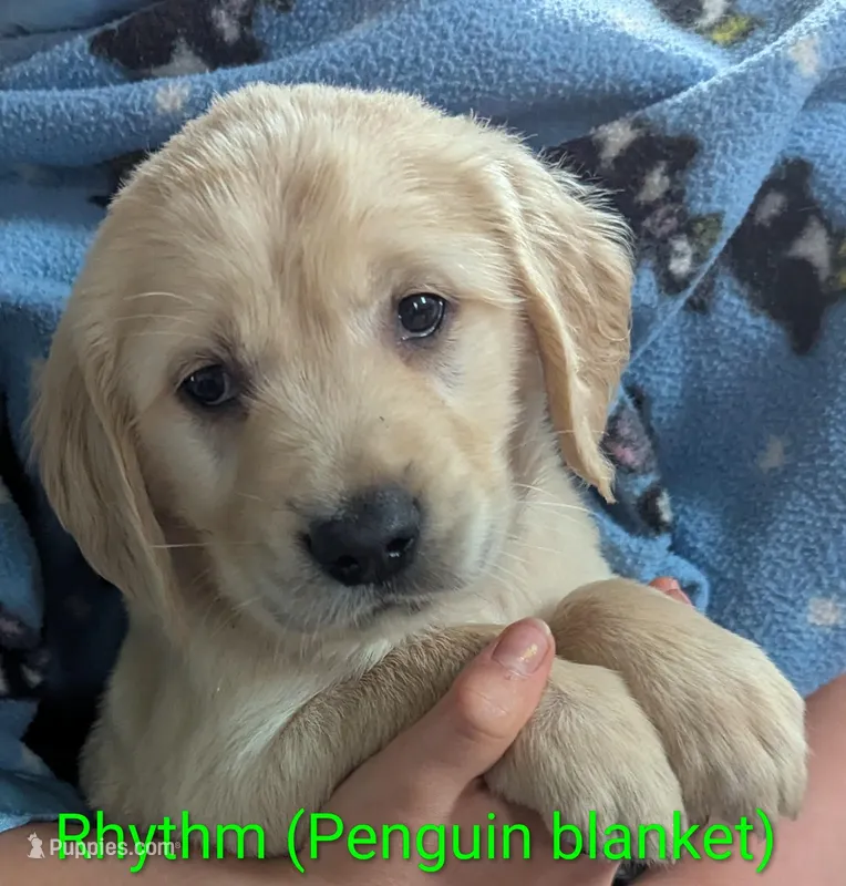 Rhythm  – English Cream Golden Retriever puppy for sale in Iola, WI