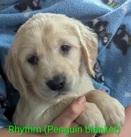 Rhythm , a male English Cream Golden Retriever for sale in Iola, WI – 1 of 5
