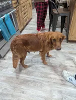 Cedar, a female English Cream Golden Retriever for sale in Iola, WI – 7 of 10
