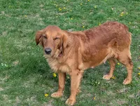 Maple, a female English Cream Golden Retriever for sale in Iola, WI – 8 of 10