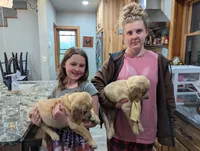 Cedar, a female English Cream Golden Retriever for sale in Iola, WI – 10 of 10