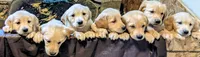 Cedar, a female English Cream Golden Retriever for sale in Iola, WI – 2 of 10