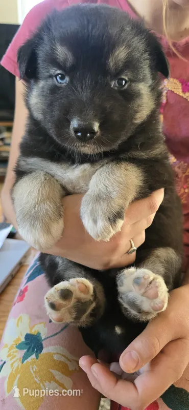 Toby – Australian Shepherd, Siberian Husky puppy for sale in Mount Vernon, WA