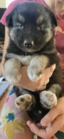 Toby, a male Australian Shepherd and Siberian Husky for sale in Mount Vernon, WA – 1 of 1