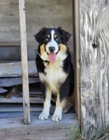 Matilda, a female Australian Shepherd and Siberian Husky for sale in Mount Vernon, WA – 6 of 7