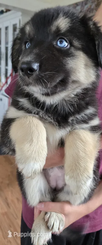 Matilda – Australian Shepherd, Siberian Husky puppy for sale in Mount Vernon, WA