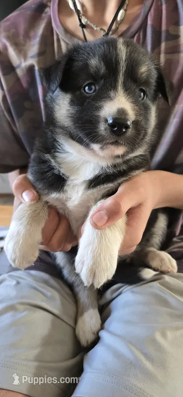 Daisy – Australian Shepherd, Siberian Husky puppy for sale in Mount Vernon, WA
