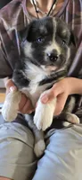 Daisy, a female Australian Shepherd and Siberian Husky for sale in Mount Vernon, WA – 1 of 1