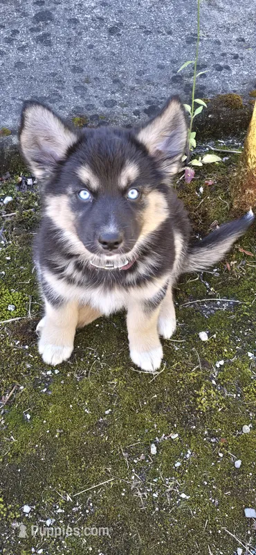 Matilda – Australian Shepherd, Siberian Husky puppy for sale in Mount Vernon, WA
