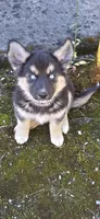 Matilda, a female Australian Shepherd and Siberian Husky for sale in Mount Vernon, WA – 2 of 7