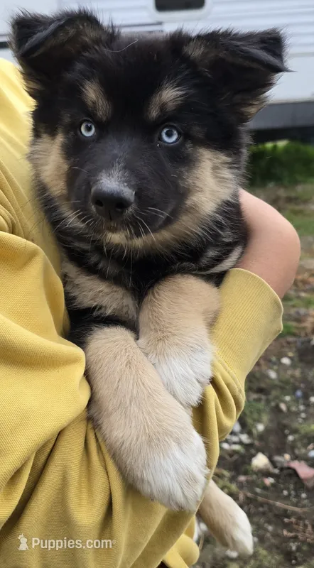 Matilda – Australian Shepherd, Siberian Husky puppy for sale in Mount Vernon, WA