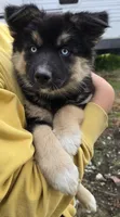Matilda, a female Australian Shepherd and Siberian Husky for sale in Mount Vernon, WA – 5 of 7