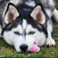 Matilda, a female Australian Shepherd and Siberian Husky for sale in Mount Vernon, WA – 7 of 7