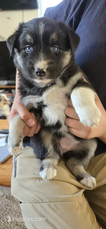 Melody – Australian Shepherd, Siberian Husky puppy for sale in Mount Vernon, WA