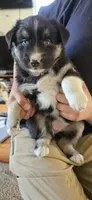 Melody, a male Australian Shepherd and Siberian Husky for sale in Mount Vernon, WA – 1 of 1