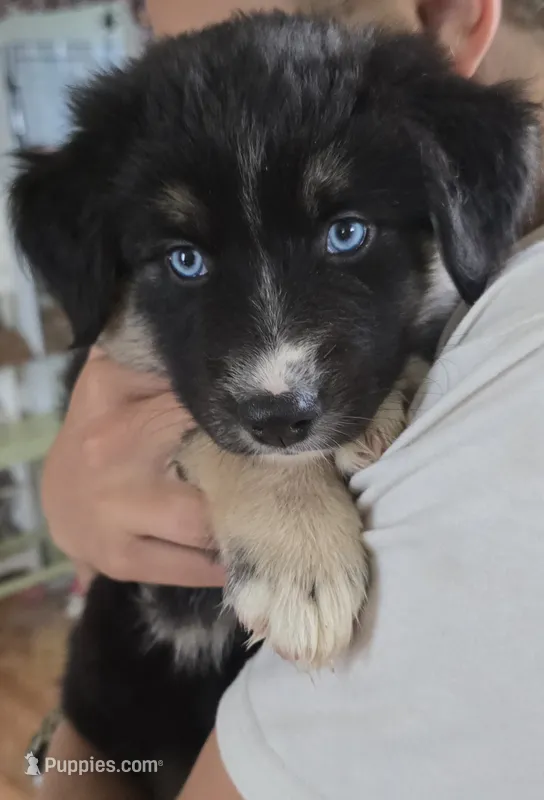 Melody – Australian Shepherd, Siberian Husky puppy for sale in Mount Vernon, WA