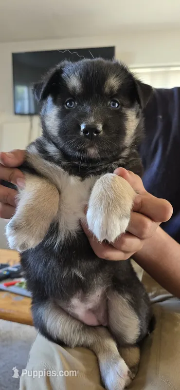 Matilda – Australian Shepherd, Siberian Husky puppy for sale in Mount Vernon, WA