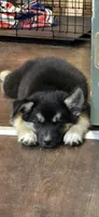 Matilda, a female Australian Shepherd and Siberian Husky for sale in Mount Vernon, WA – 3 of 7